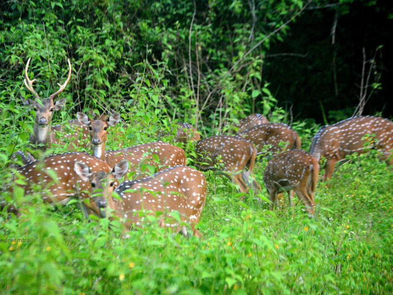 Wildlife Sightseeing deers