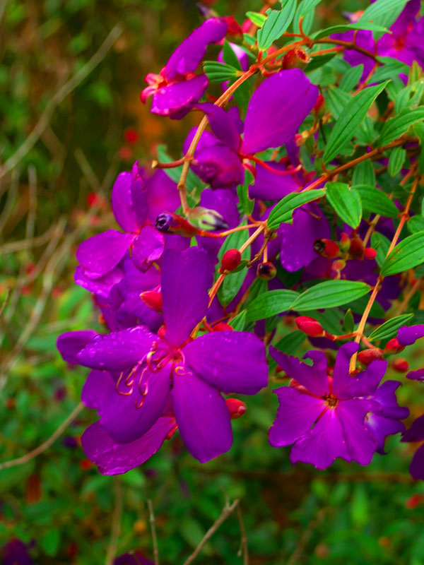 Resort garden Pink flowers