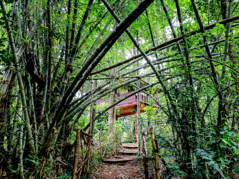 Resort Bamboo walkway & treehouse 2