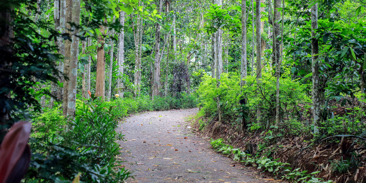 Sunbird Farm Resort Walkway